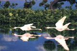 The White Wings 2002 + Persian Carpet 1998