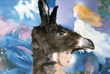 Donkey Skin 1970 Ages 18+